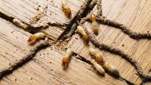 Jasa Anti Rayap Bali